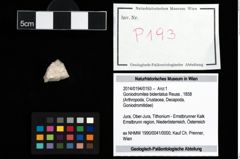 Foto (Objekt + Etikett) von Goniodromites bidentatus (Reuss, 1858)  (NHMW-GEO-2014-0194-0193)